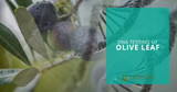 DNA Testing of the Olive Leaf