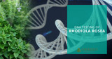 DNA Testing of Rhodiola Rosea