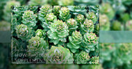 Online Health Supplements: How Rhodiola Rosea Supplements Can Help You