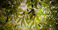 The Fascinating History of Olive Leaf Extract: From Traditional Medicine to Modern Supplement