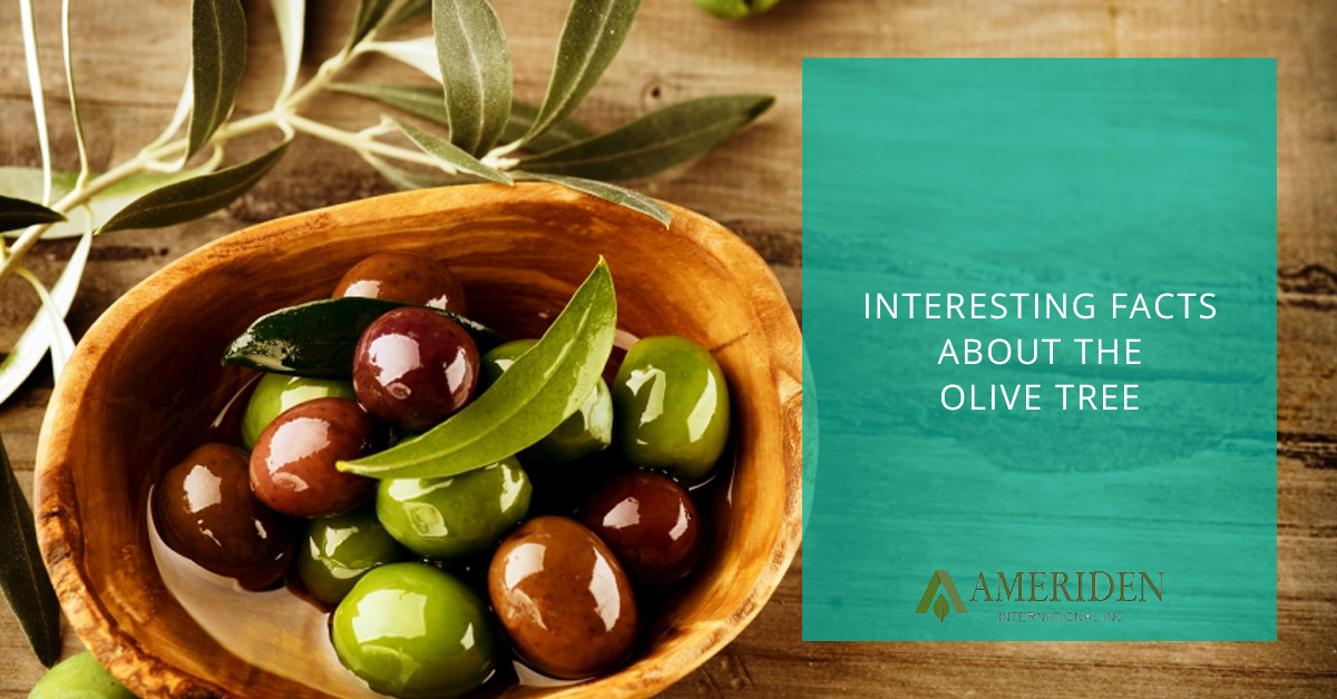Interesting Facts About The Olive Tree Ameriden International, Inc