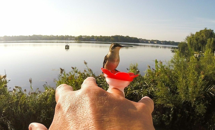 A hummingbird  landed on my Red ZUMMR Hummingbird Ring.