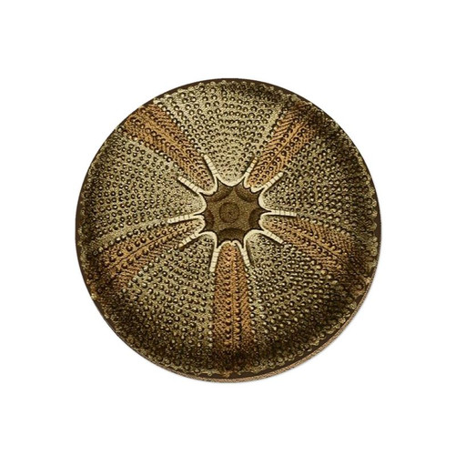 Cork backed coaster featuring a Taratara illustrated design by Tanya Wolfkamp.