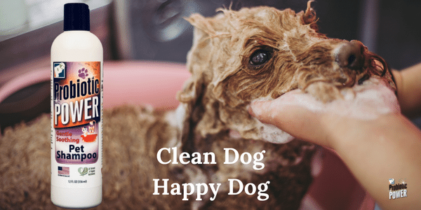 Graphic of Clean Dog, Happy Dog + P2's Pet Shampoo