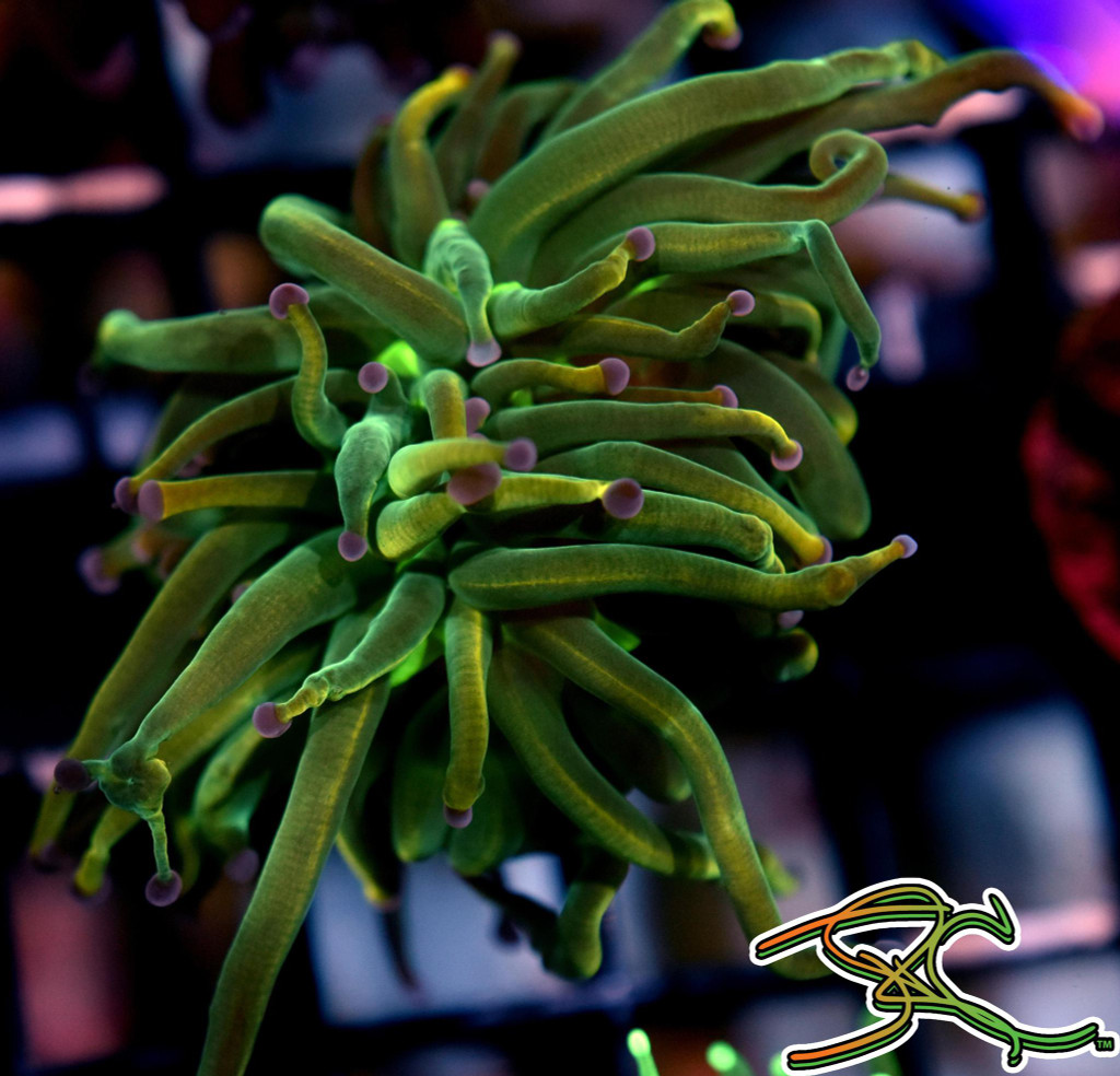 WYSIWYG Rapunzel Torch 16-9