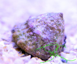 Astrea Snails Astrea Snails