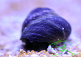 Margarita Snails Margarita Snails