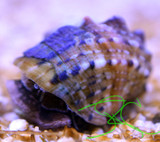 Turbo Snails Turbo Snails