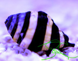 Bumble Bee Snails Bumble Bee Snails
