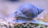 Nassarius Snails Nassarius Snails