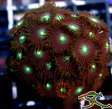 WYSIWYG Bubble Coral  4-2