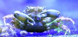 Emerald Crabs Emerald Crabs