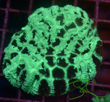 WYSIWYG Colony Splatter Favia Colony WYSIWYG Colony Splatter Favia Colony