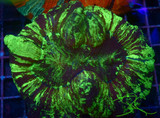WYSIWYG Ultra Splatter Wellsophyllia WYSIWYG Ultra Splatter Wellsophyllia