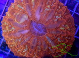 WYSIWYG Colony Ultra Red Cynarina WYSIWYG Colony Ultra Red Cynarina
