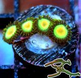 WYSIWYG Rasta Zoa Doorbuster 43-8 WYSIWYG Rasta Zoa Doorbuster 43-8