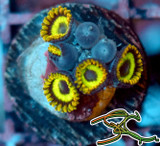 WYSIWYG Fruit Loops Zoa 31-8 WYSIWYG Fruit Loops Zoa 31-8