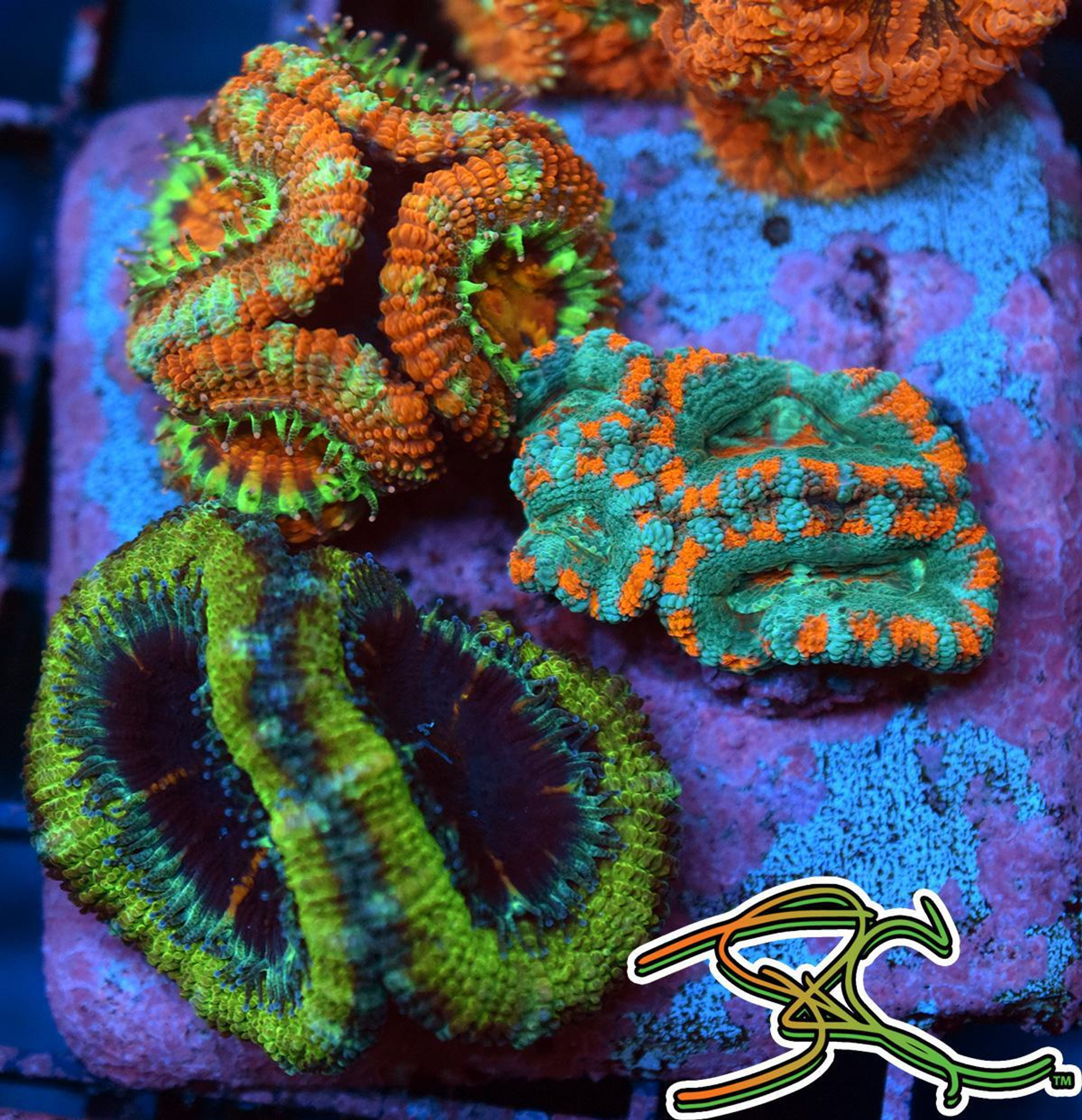 Ink Bird's ITC-306a - Jamrock Corals