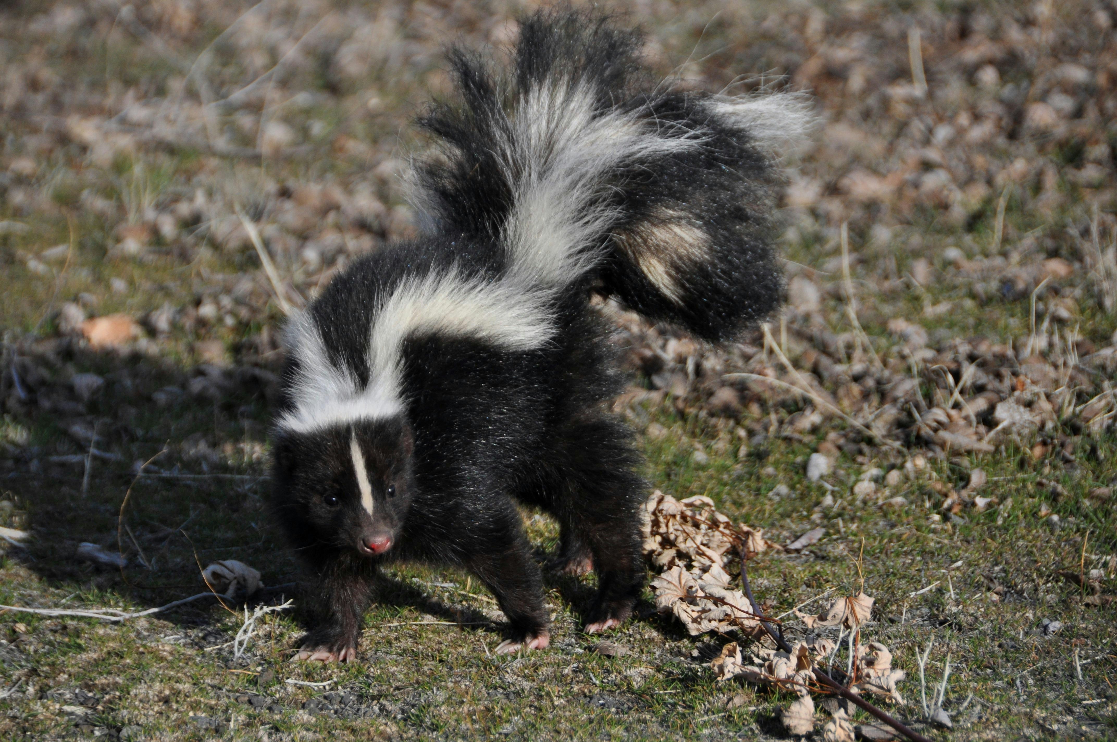 Get Rid of That Stinky Skunk Smell On Your Furry Friends