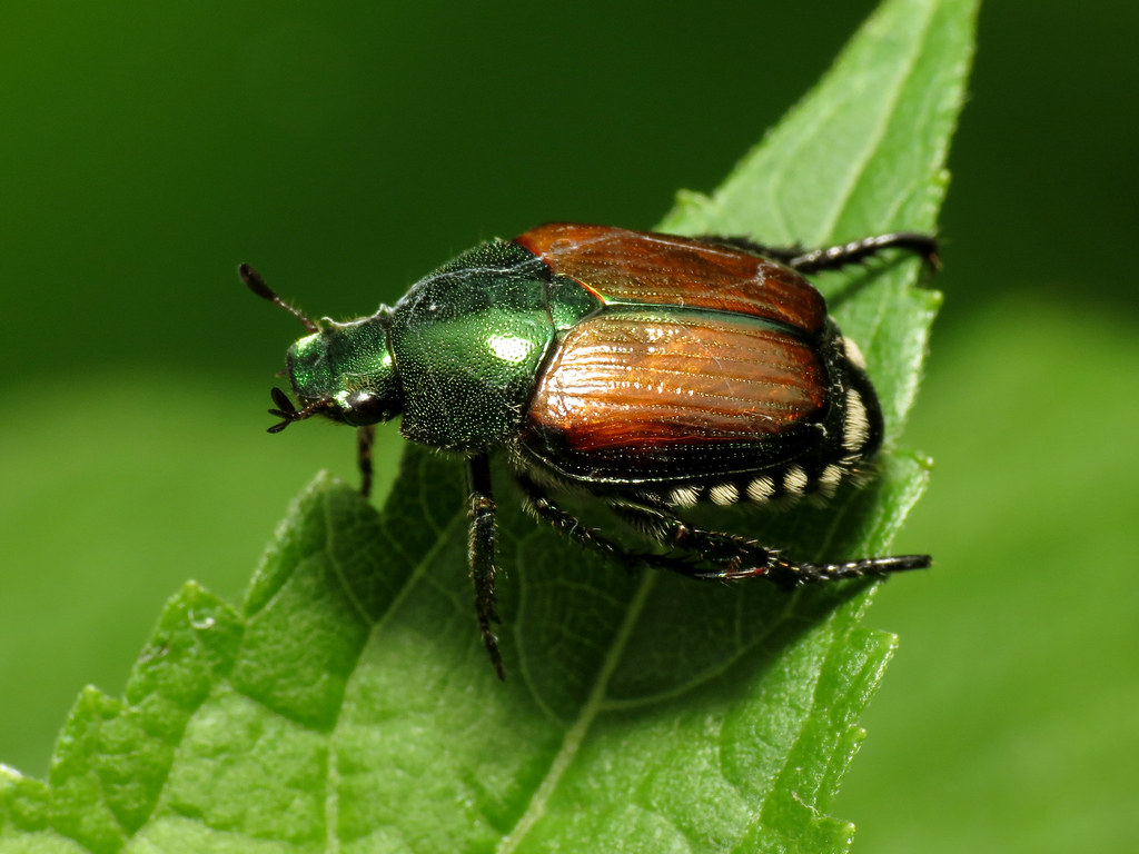 ZORBX can also be used to repel Japanese Beetle