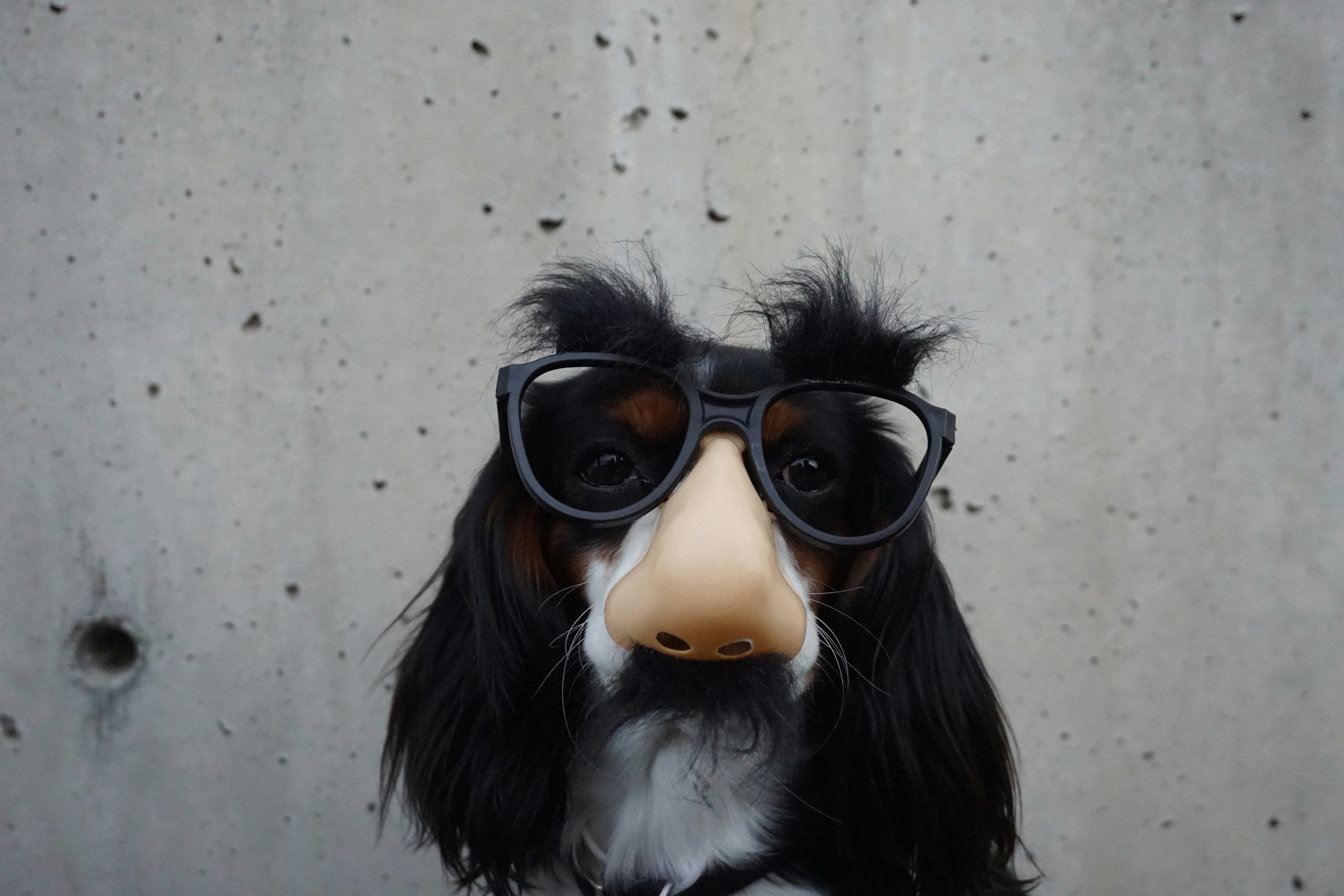 The Nose Knows: Fun Facts About Smells and Odors