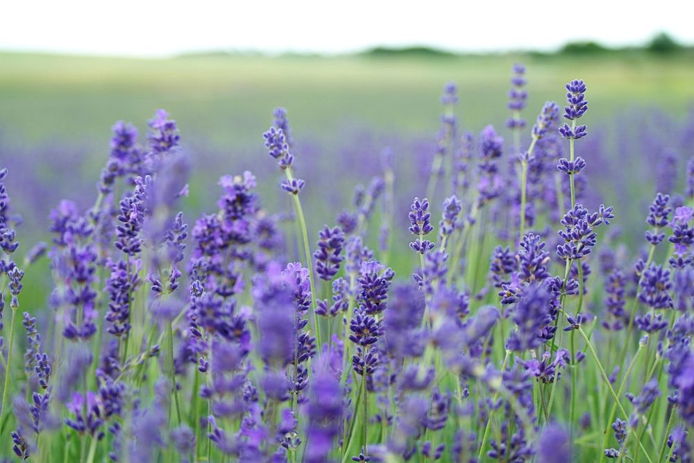 Discover the Soothing Magic of ZORBX Lavender & Lemongrass: A Perfect Blend for Relaxation and Refreshment