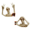 SKELETON UPPER TORSO LIGHTUP EYES W/ FUNNY EXPRESSION  3 XLR41 BATT INC/ 2 AST/ 7IN/ HLWN HT