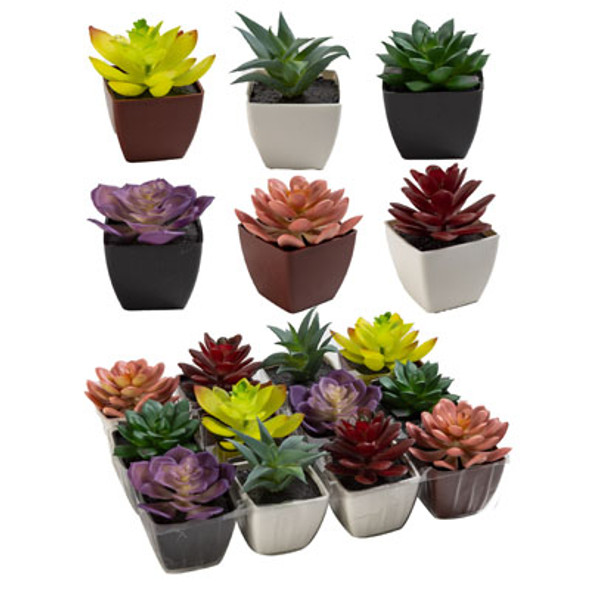 SUCCULENT MINI IN PLST POT 2-3IN6AST IN 12PC PVC TRAY DISPLAY UPC LABEL SUCCULENT MINI IN PLST POT 2-3IN6AST IN 12PC PVC TRAY DISPLAY UPC LABEL
