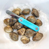 Toadfish 1104 Clam Knife with Clams