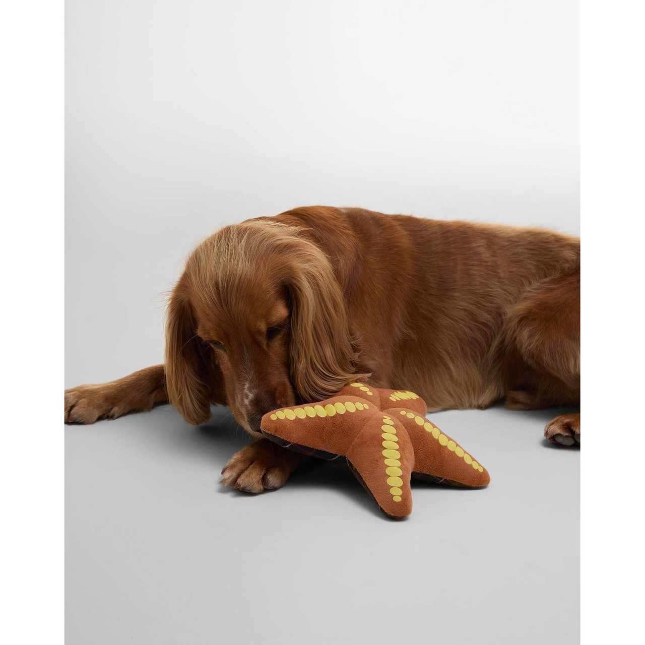 DAC0111MI31 Barbour Starfish Dog Toy