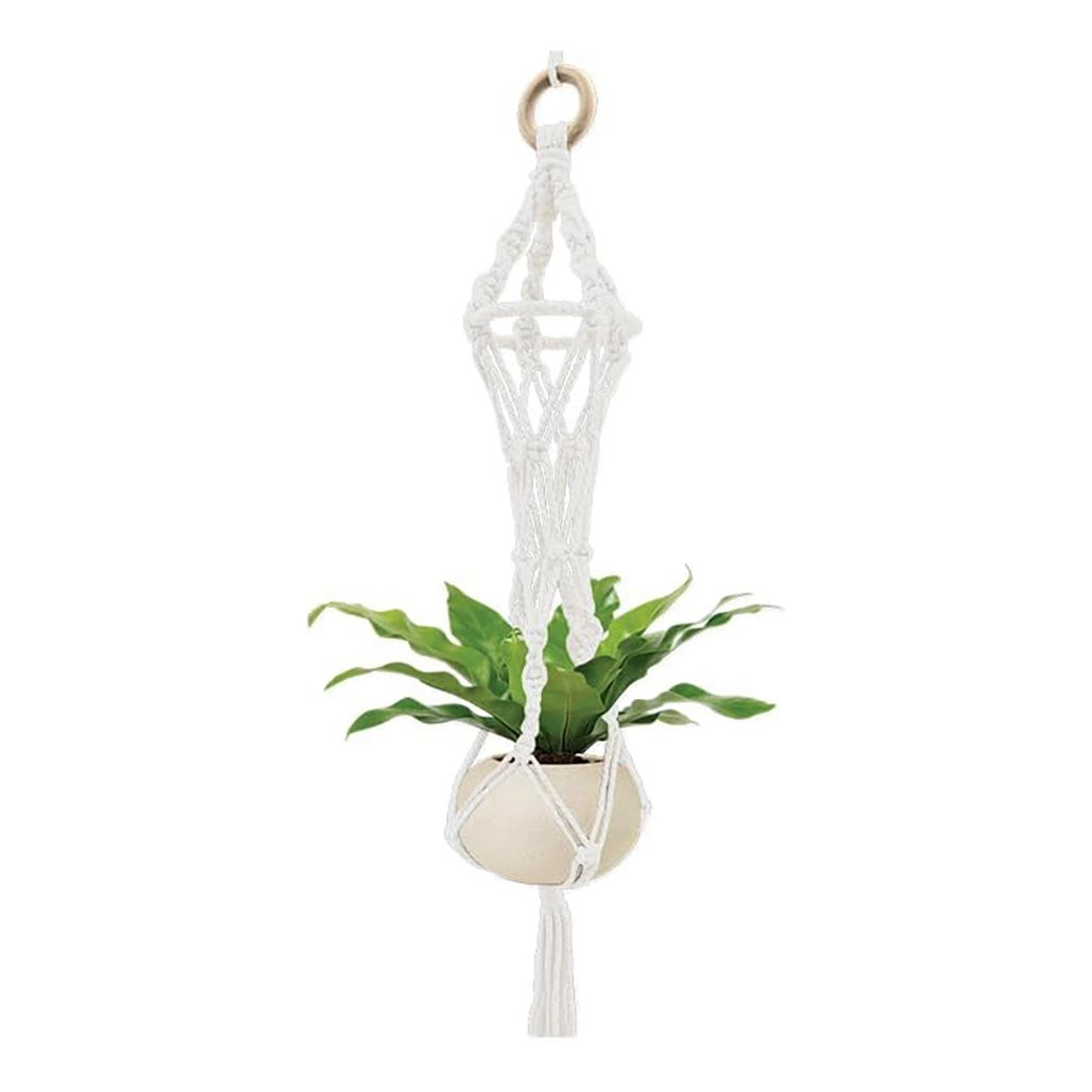 black princess snake plant Snake Plant Sansevieria Black Gold Superba - Low Light Houseplant