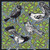 An image of birds made with an Ampersand Scratchbord Panel.