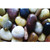 Mixed Color Polished Pebbles