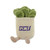 Succulent in GCU Planter with Legs Plush