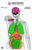 Action Target GSANATOMY100 Anatomical Silhouette Paper Target 23x35