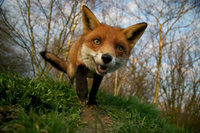 Hunting News UK 2015