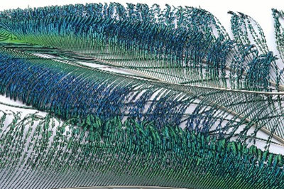 Peacock Sword Tails Fly Tying Materials 