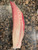 Japanese Hamachi Yellowtail loin