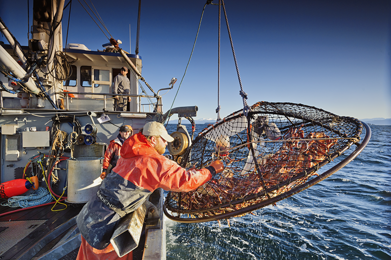 king crab fisherman hauling in fresh catch