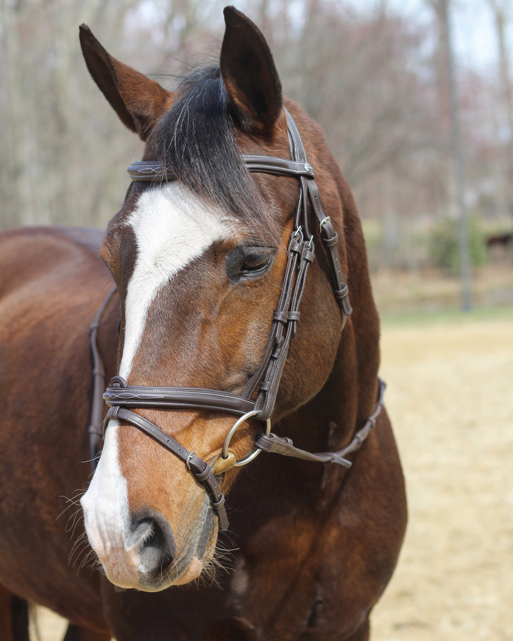 HDR Kushy Bridle with Detachable Flash