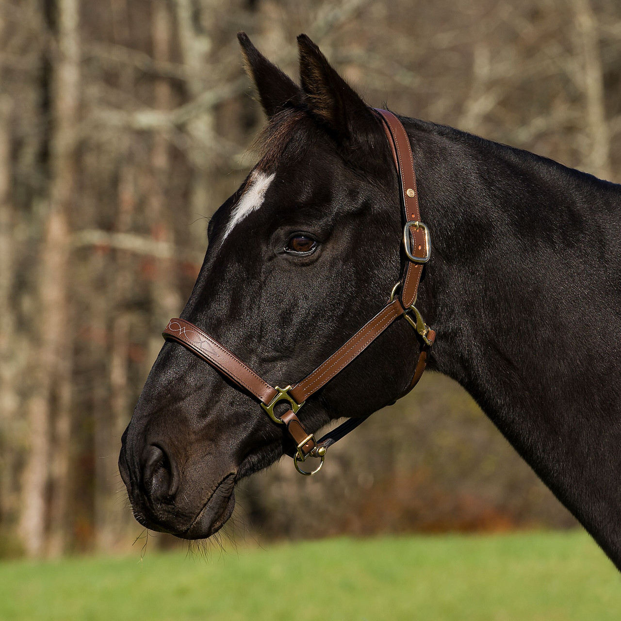 HDR Fancy Padded Rolled Throat Triple Stitched Halter - oak bark