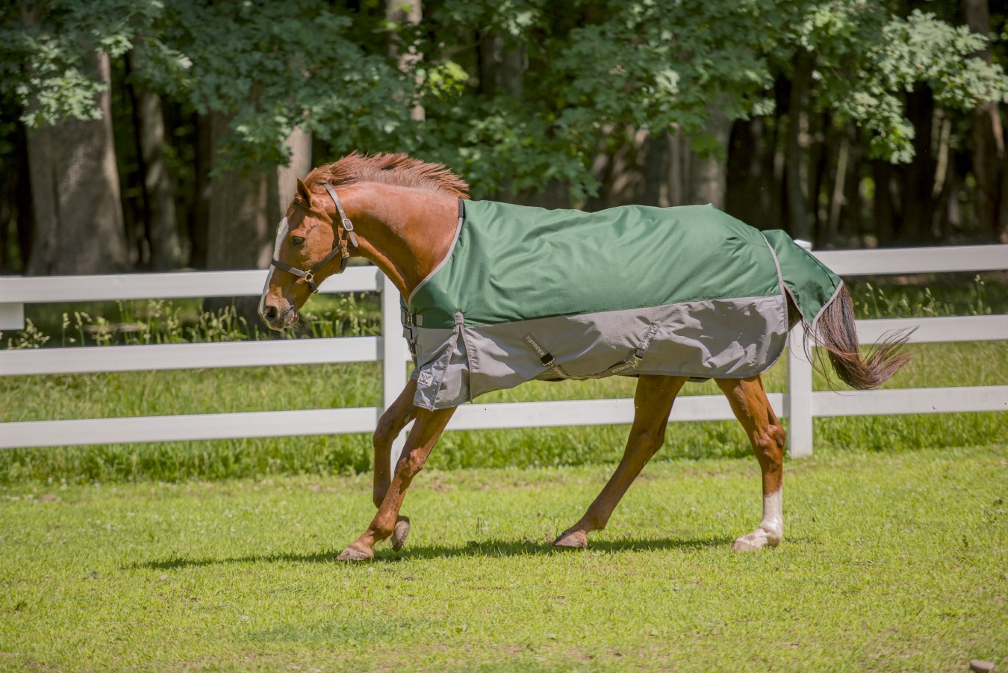 TuffRider 1200D Miniature Horse Turnout Blanket 200 gms The