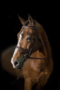 Pessoa PRO Fancy Stitched Wide Noseband Bridle Pessoa PRO Fancy Stitched Wide Noseband Bridle