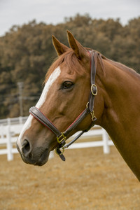 HDR Cahill Padded Halter - havana HDR Cahill Padded Halter - havana