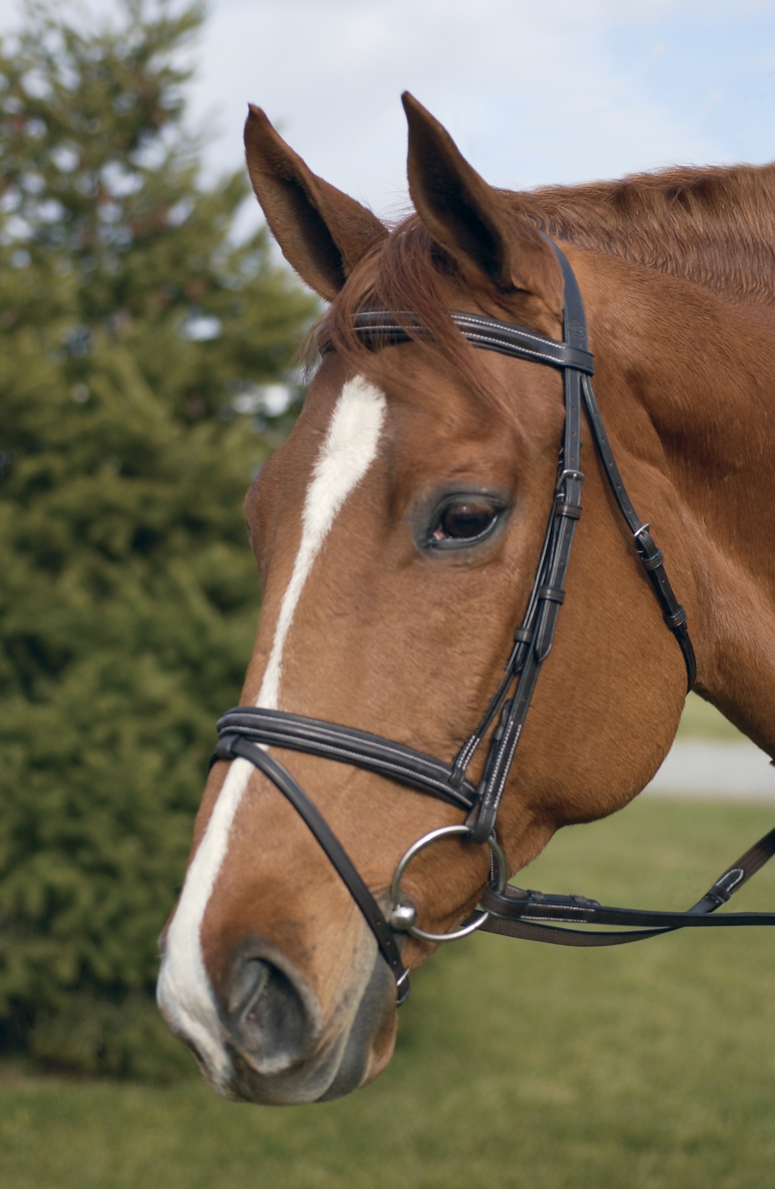 Bridles, Saddles, Tack