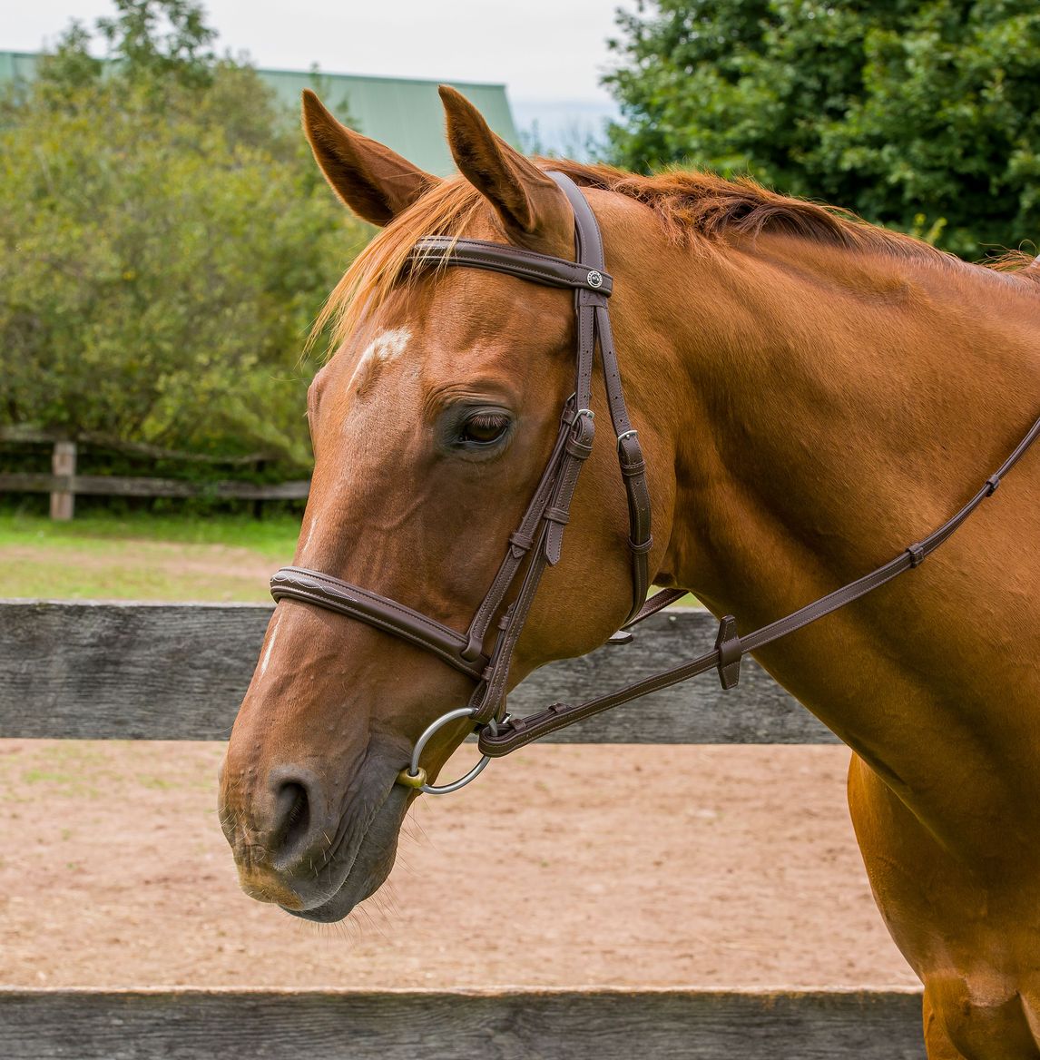 HDR Kushy Raised Fancy Stitched Bridle - The Lexington Horse