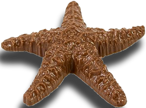 Chocolate Star Fish