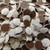 Nonpareils Nonpareils