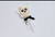 Skull Pop 
