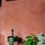 Kulör Courtly Rose, Marrakech Walls kalkfärg